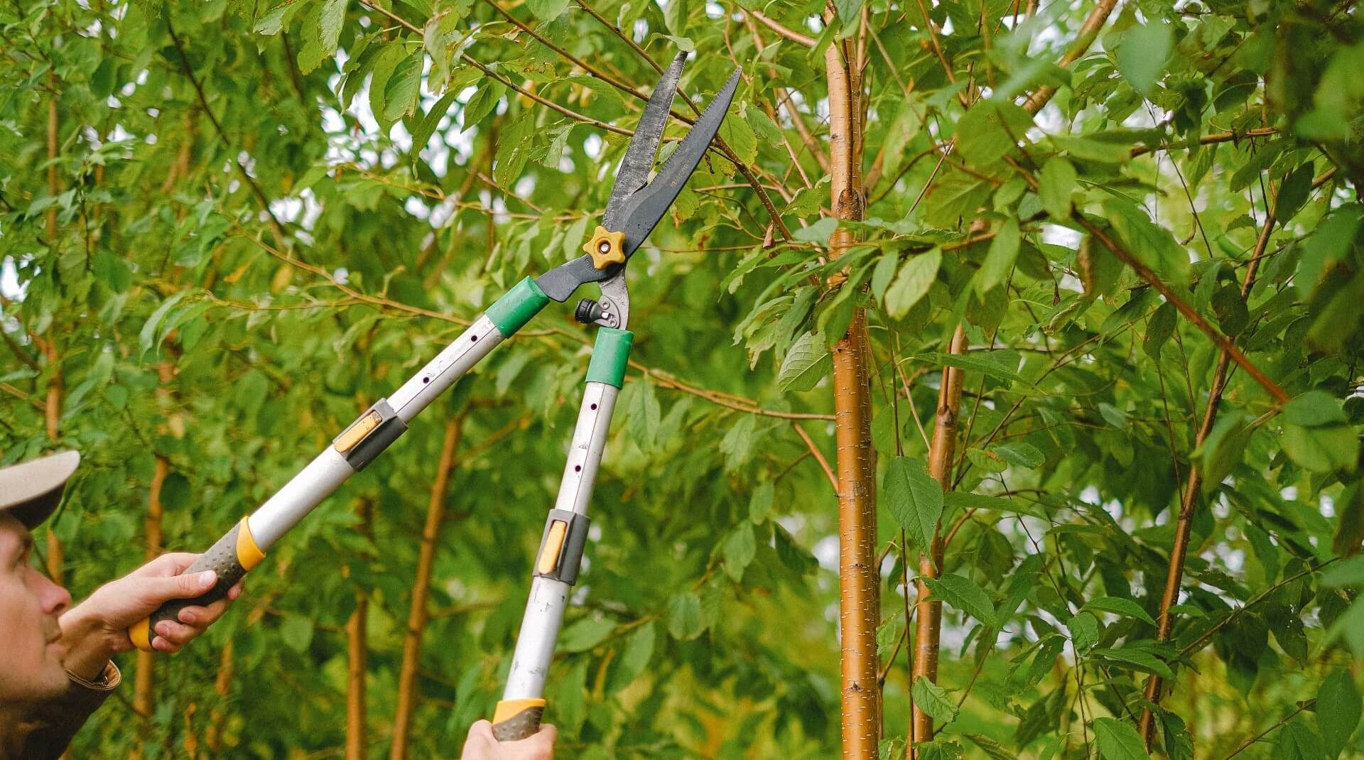 Remember the importance of trimming your trees during specific months or season