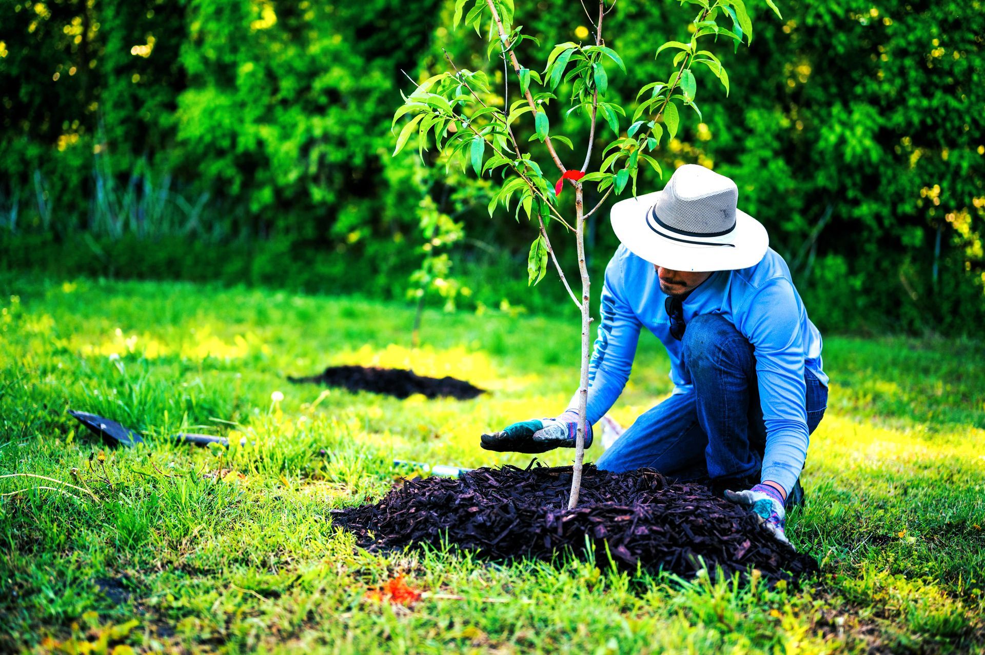 Man in blue shirt planting and fertilizing a tree.