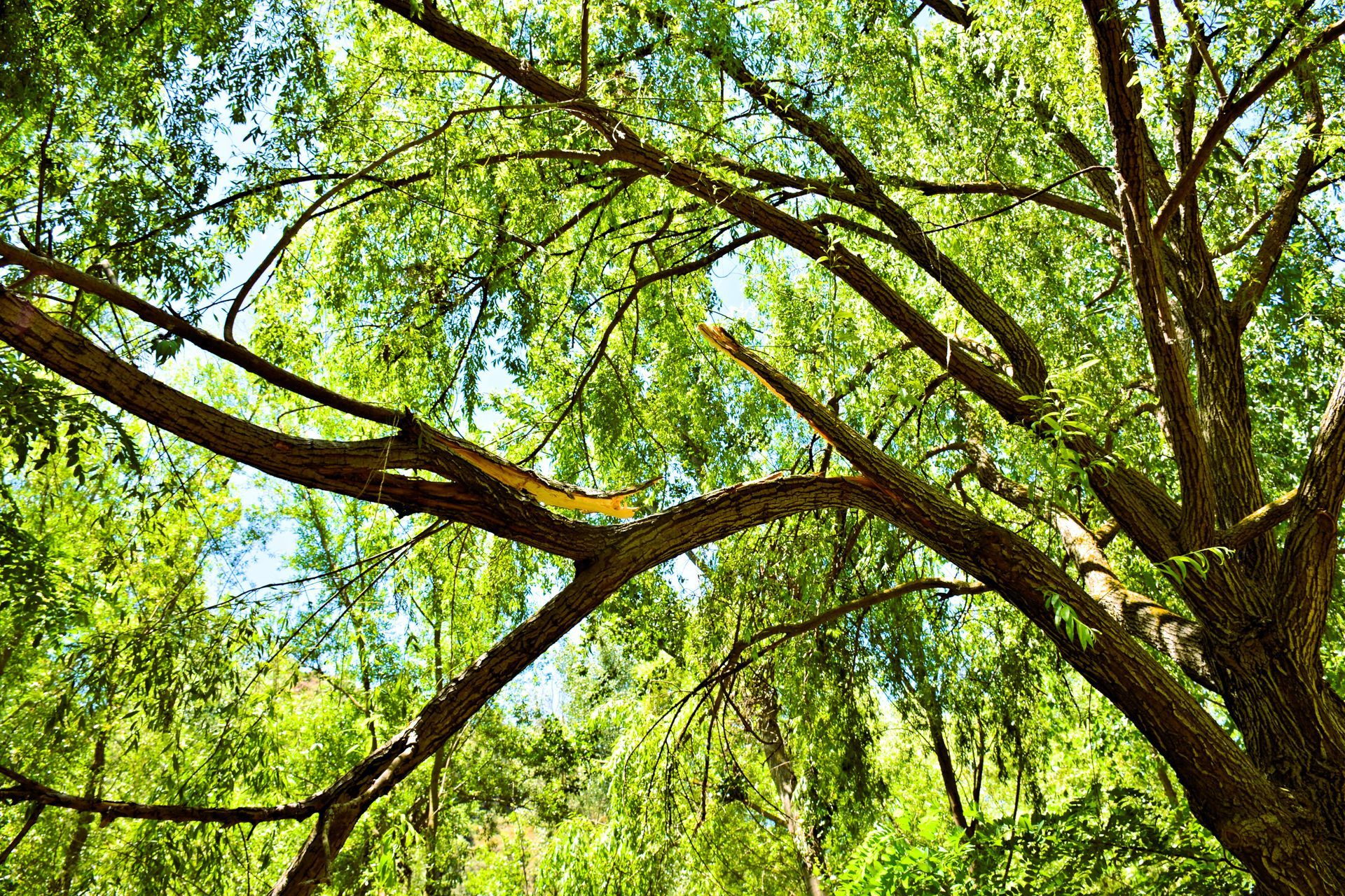 Tree with a nearly fallen branch