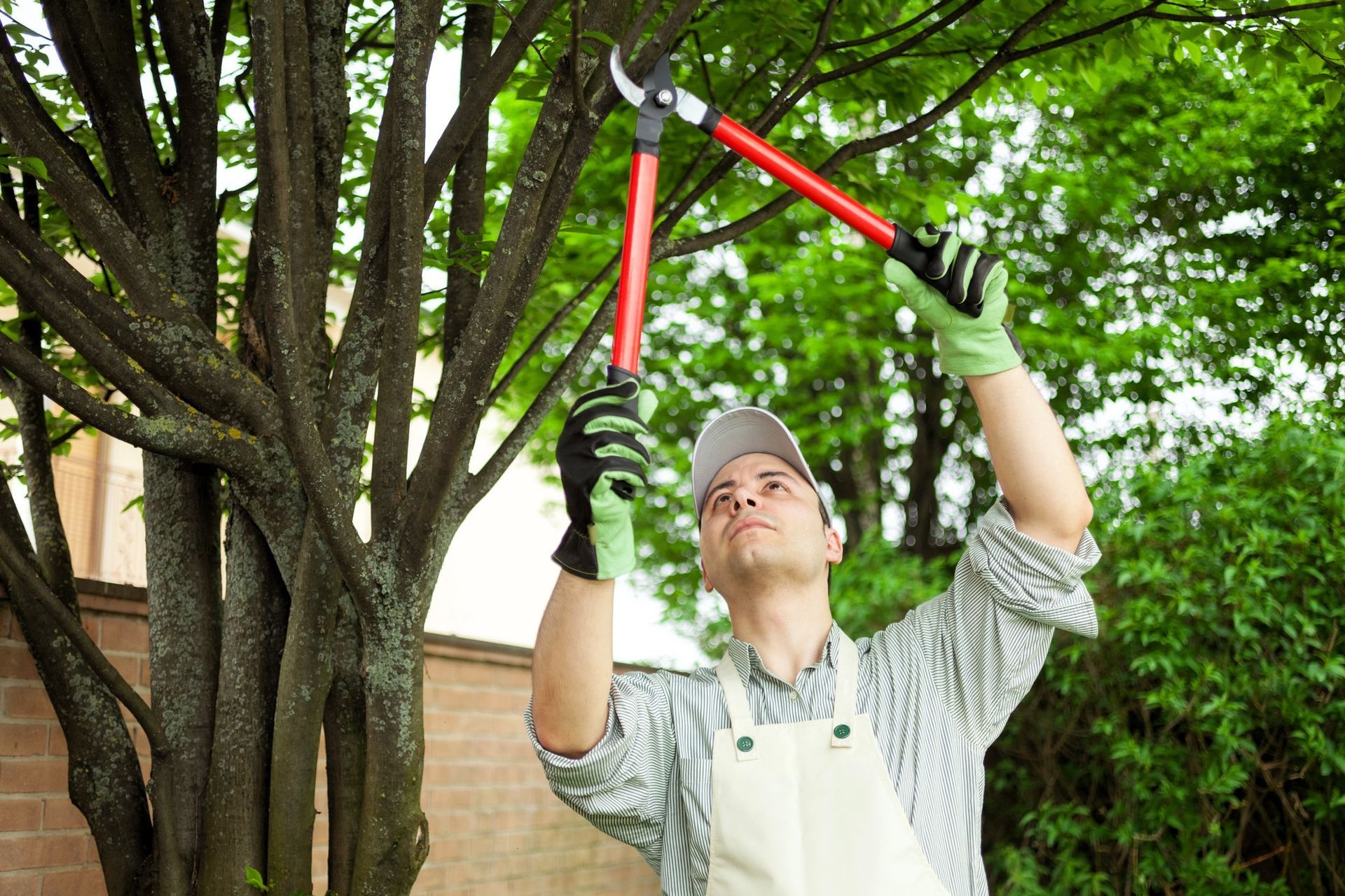 gardener pruning tree branches with shears