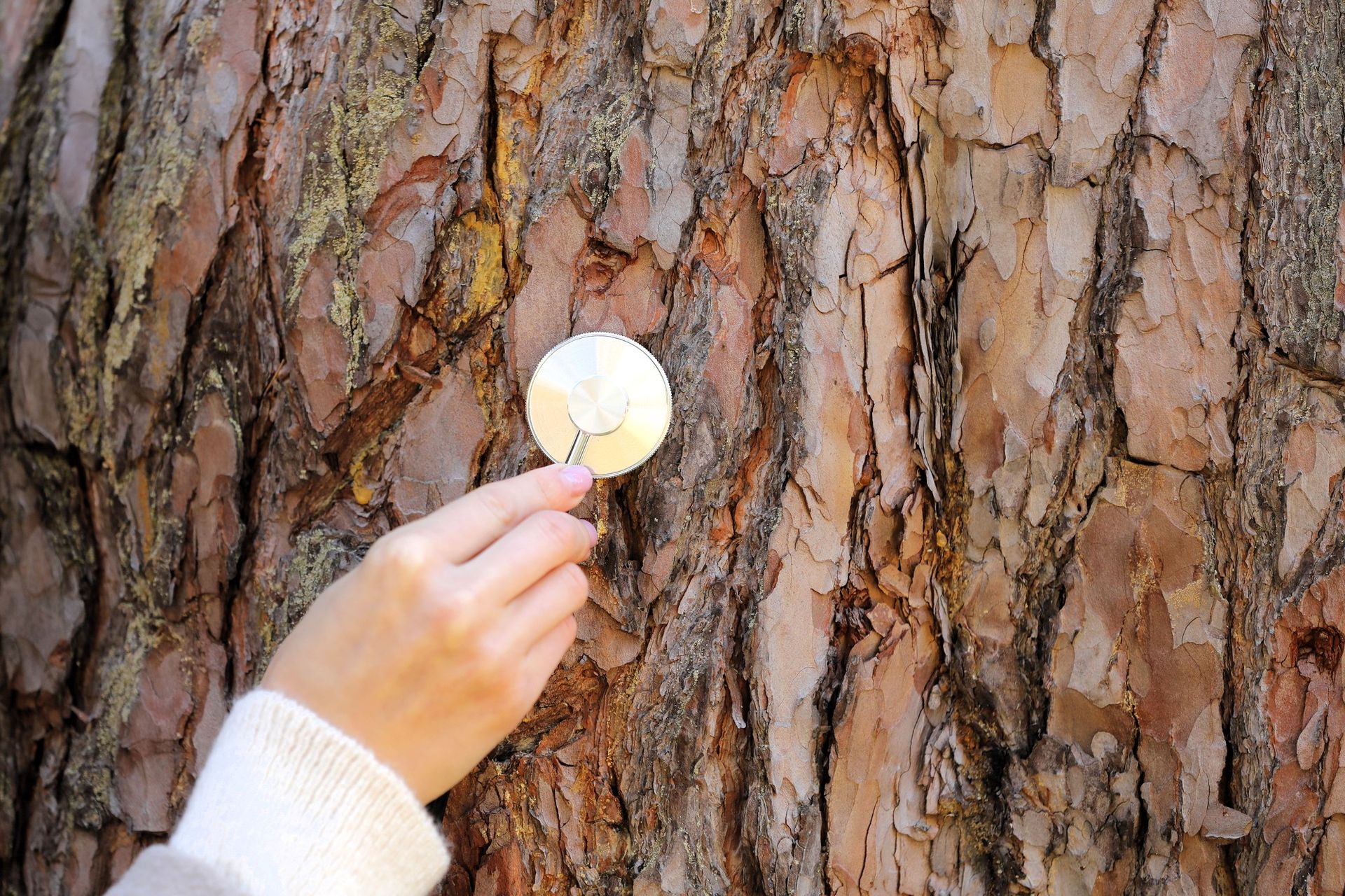 A hand holding a stethoscope against a tree trunk.