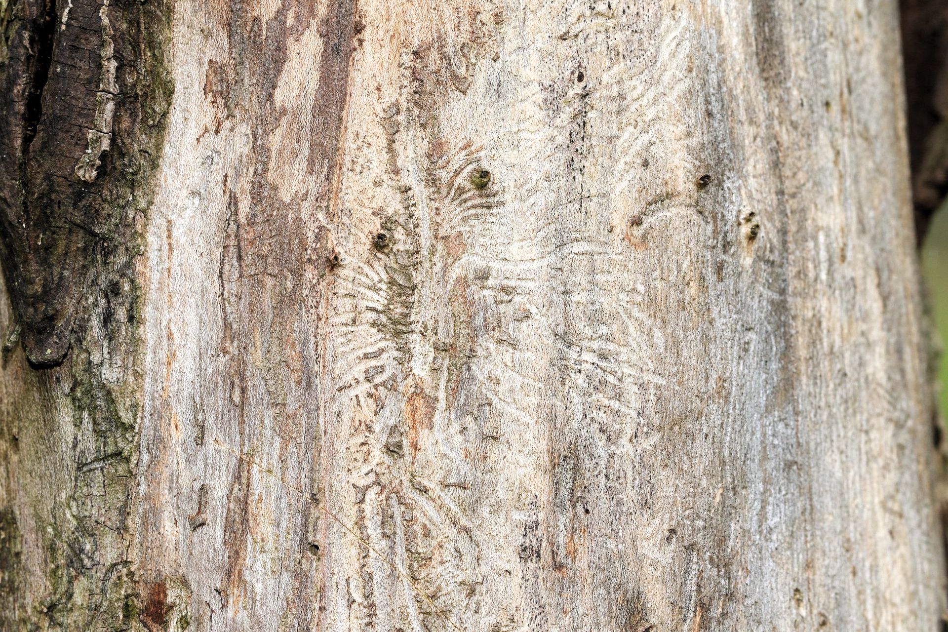 Close-up of elm tree bark showing Dutch Elm Disease beetle galleries and damage