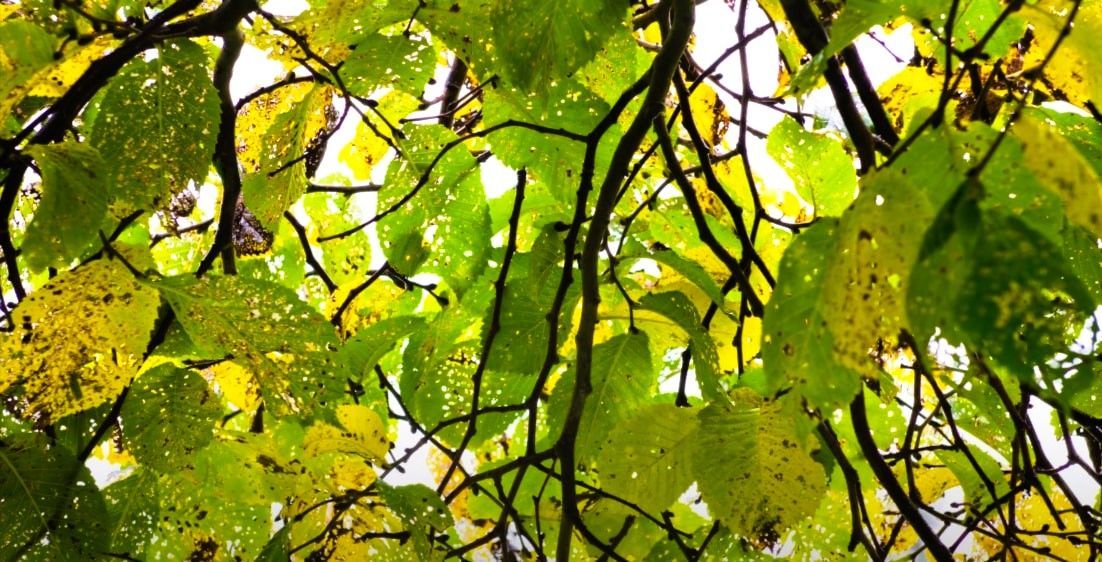 Close-up of tree with yellowing and browning leaves, showing signs of possible health issues.