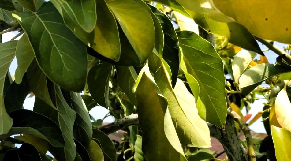 Sunlight filtering through green and yellow leaves on a tree.