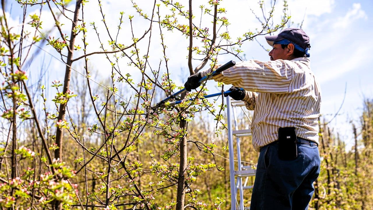 Person pruning a tree with shears while standing on a ladder in a sunny garden.