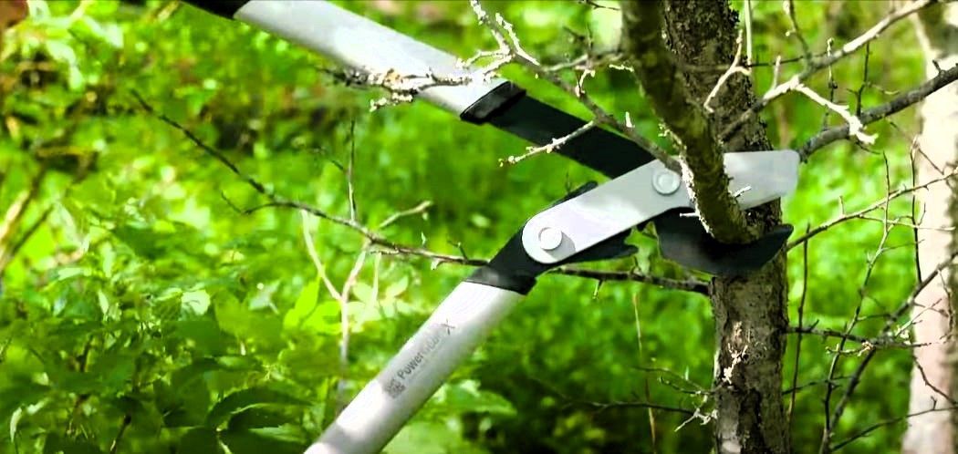 Lopper in use for tree pruning