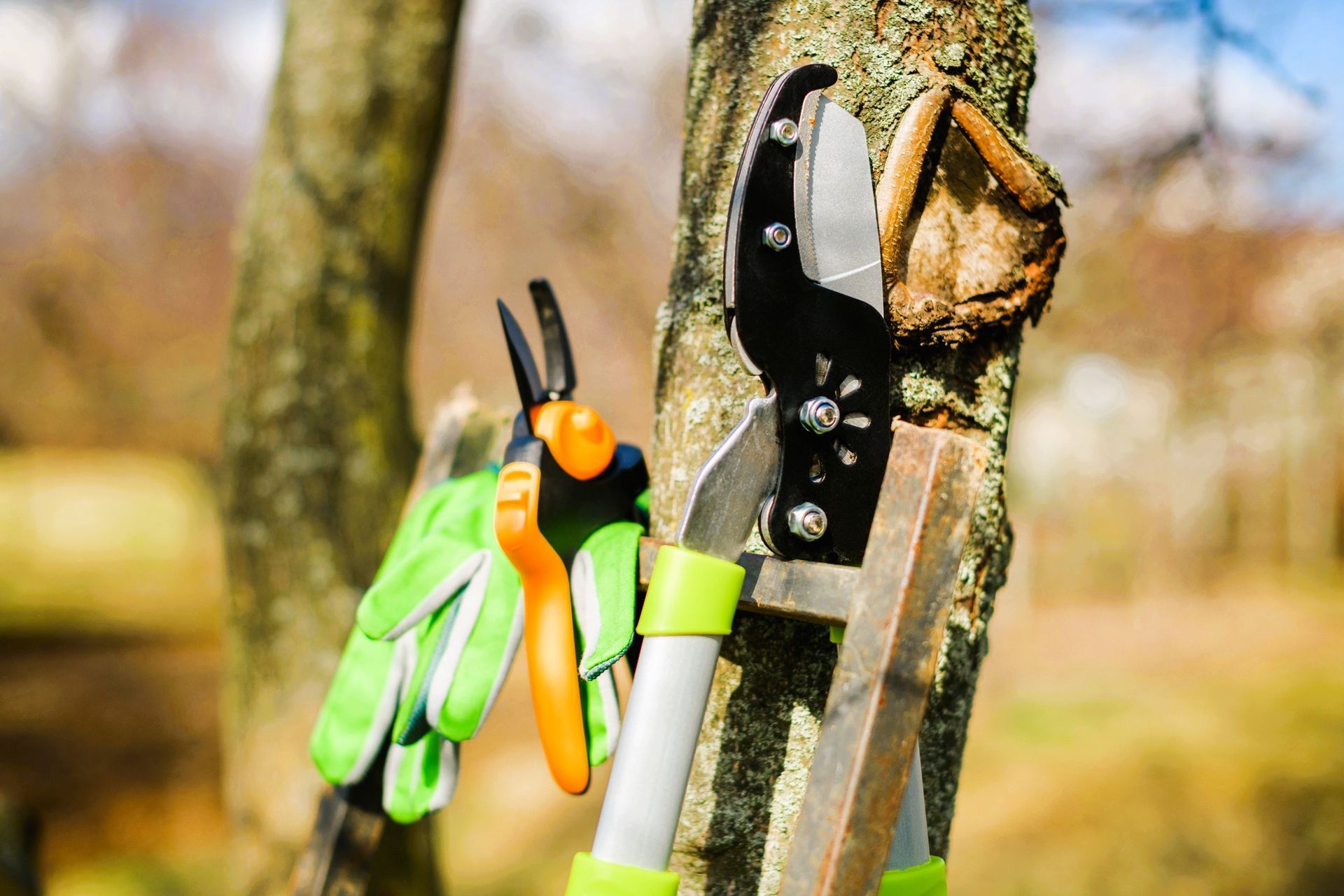 Tree pruning tools and gloves hanging on a tree trunk in Kanata