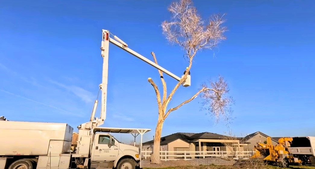 Professional tree removal service clearing a honey locust tree