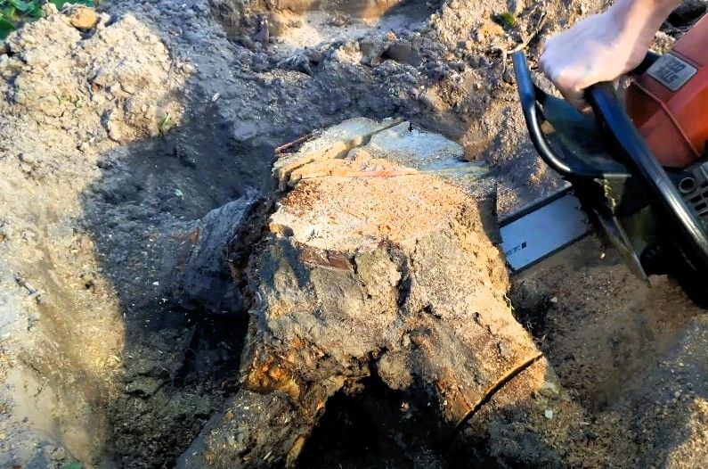 Chainsaw cutting through a large tree stump to tree roots