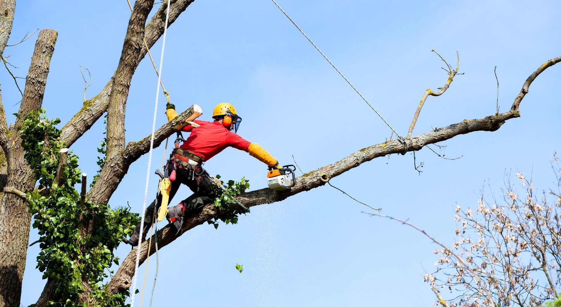 Expert arborist using chainsaw for precise tree care.