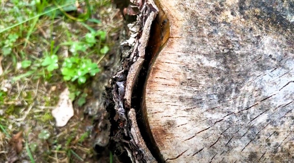 Close-up of a tree stump with peeling bark and insect signs