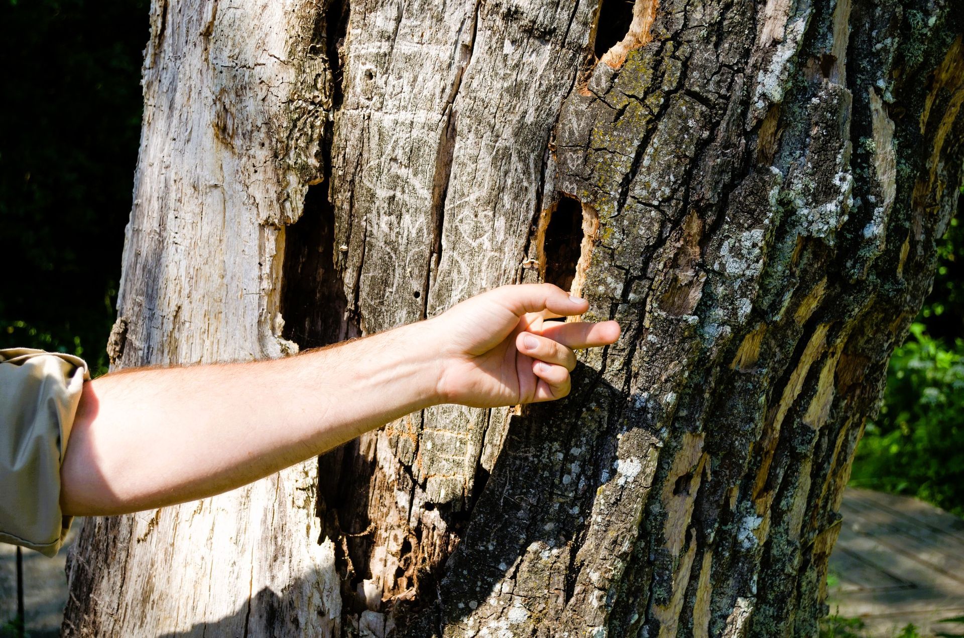 A hand reaching toward a cracked and hollow tree trunk