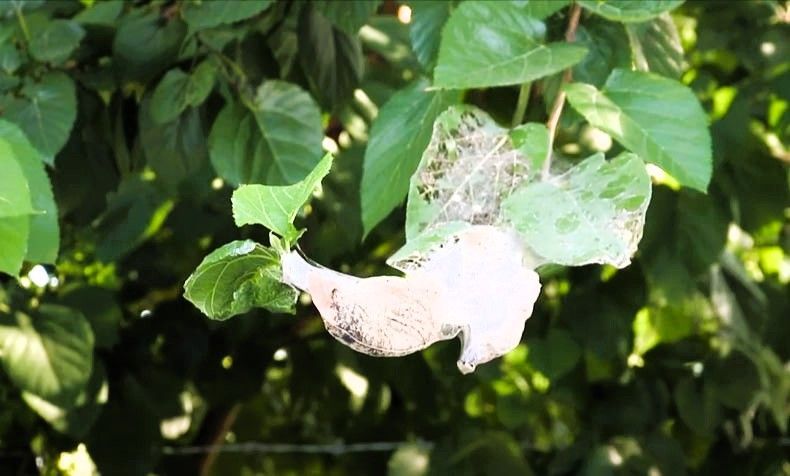 Green leaves with white webbing, showing webworms, in sunny foliage.