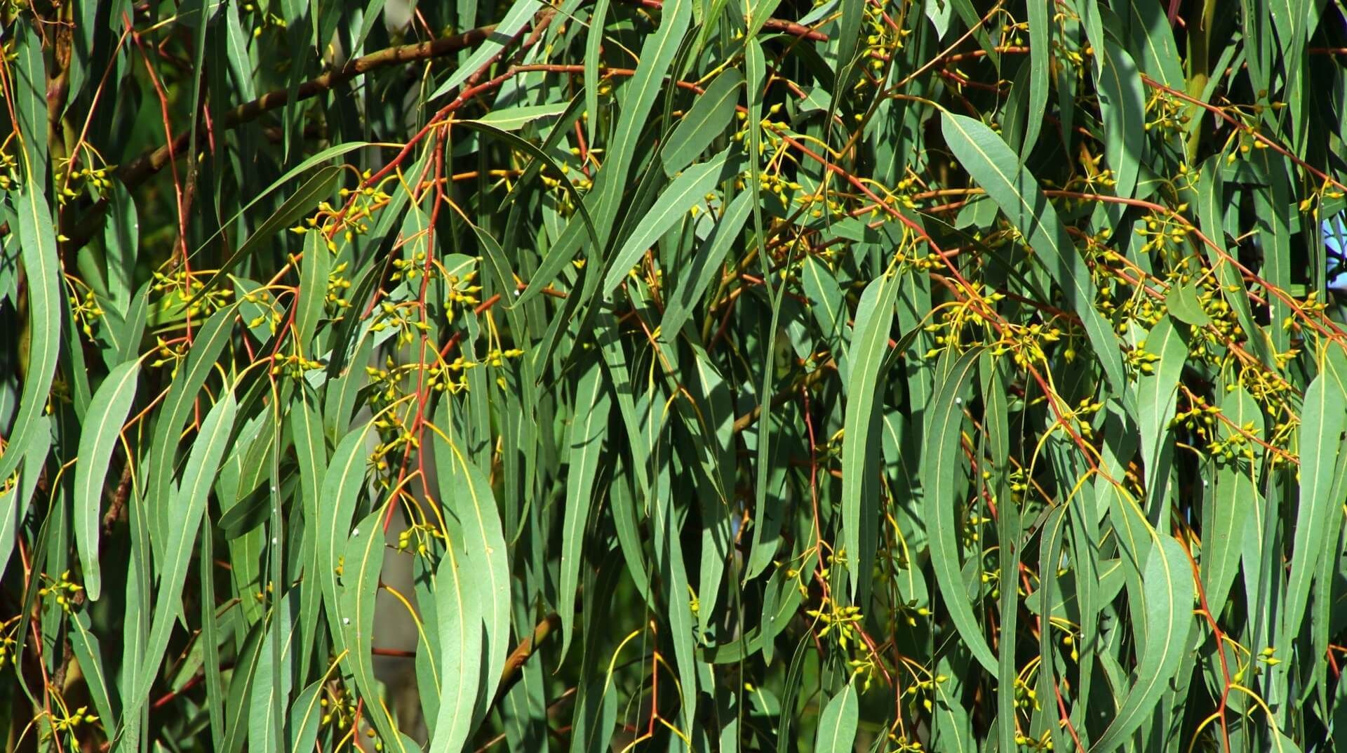 The eucalyptus tree is one of the trees that can naturally repel bugs away