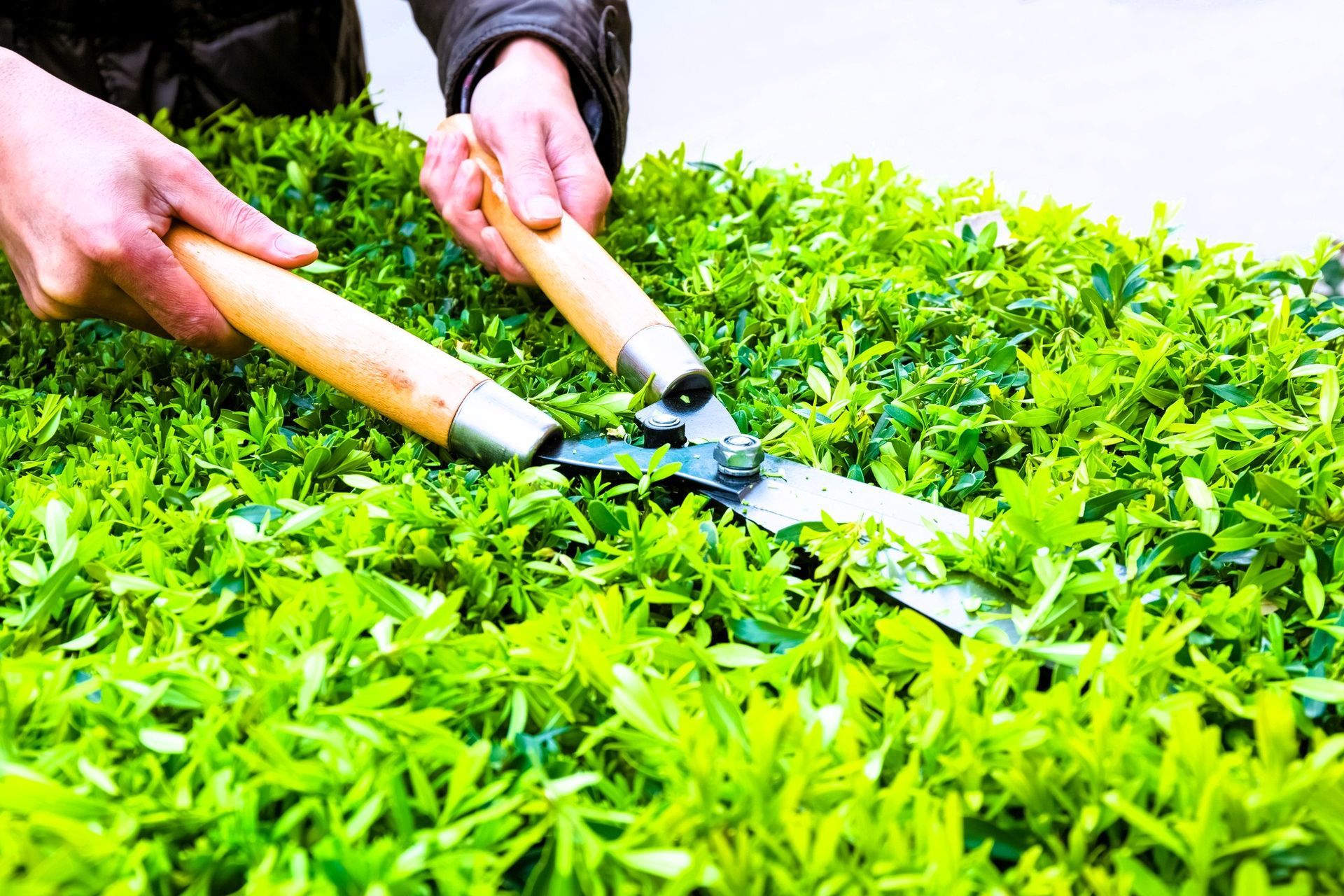 A person holding garden shears, trimming vibrant green foliage in a garden