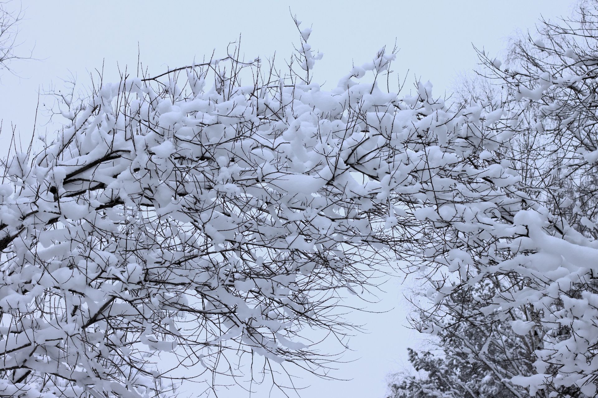 A tree covered in snow.