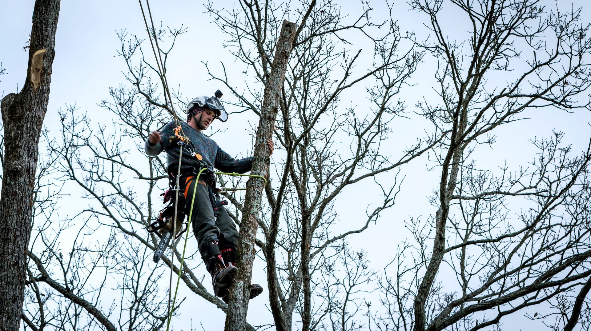 an arborist in a tree cutting branches