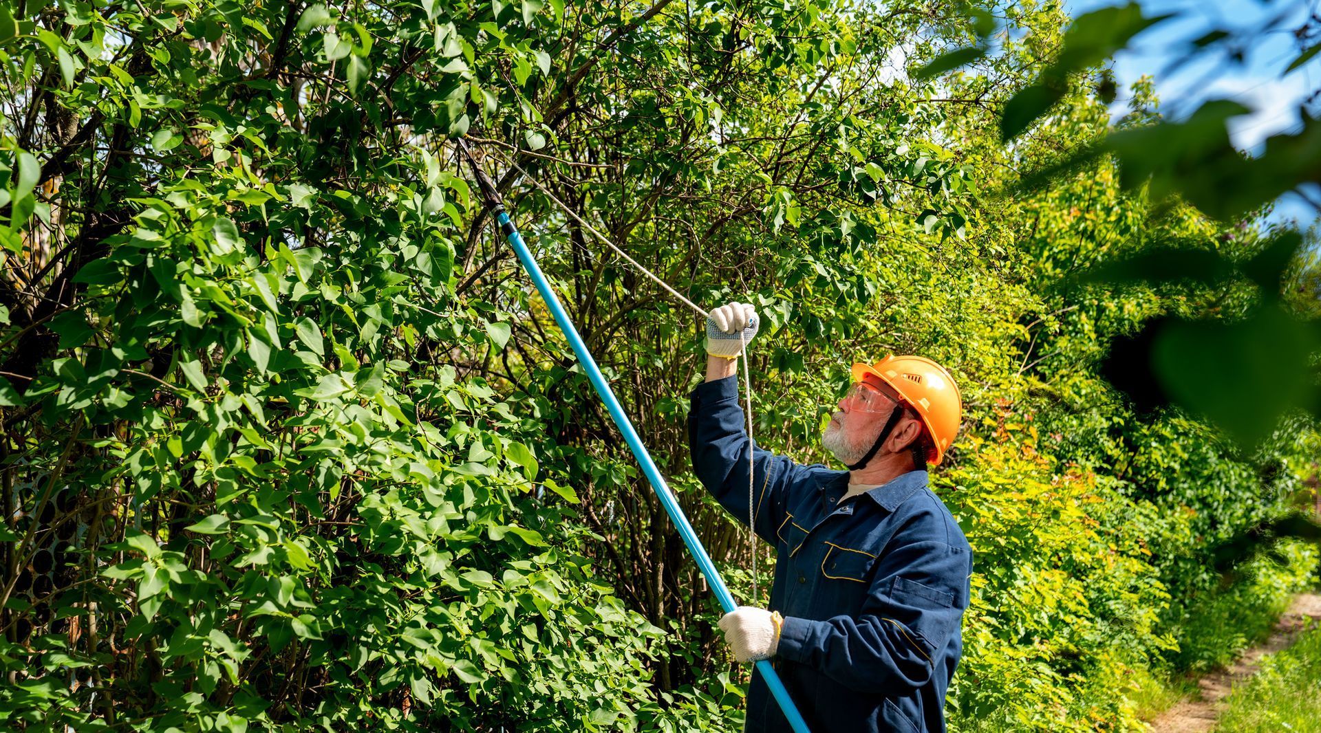 a tree service technician trimming trees in Carp