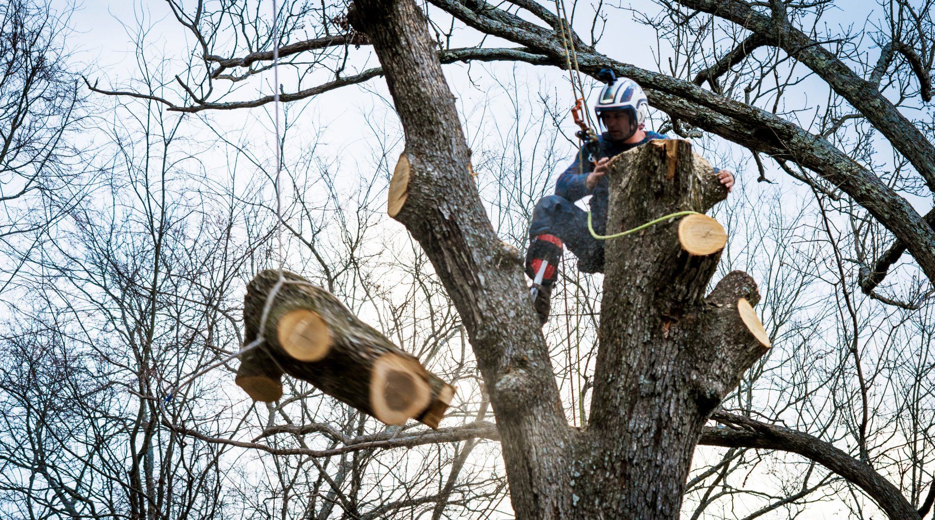 An arborist is sitting on top of a tree with a chainsaw.