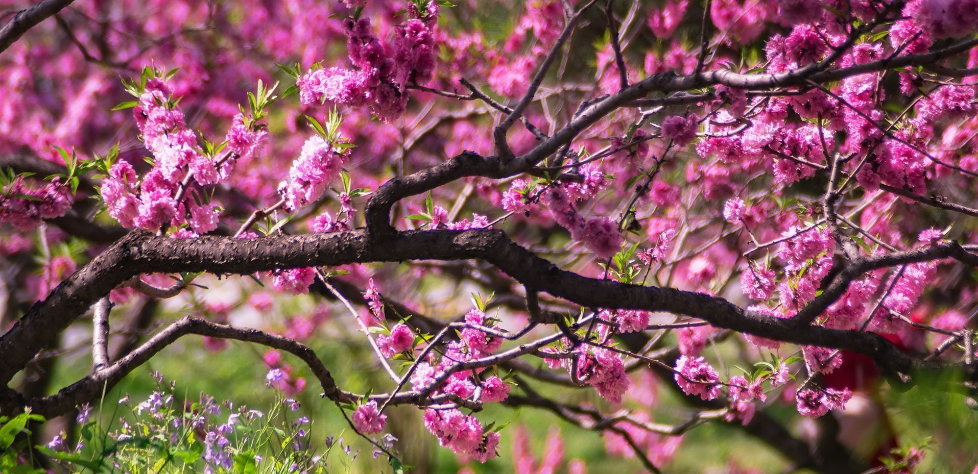 beautiful magenta flowers on tree in spring in Ottawa