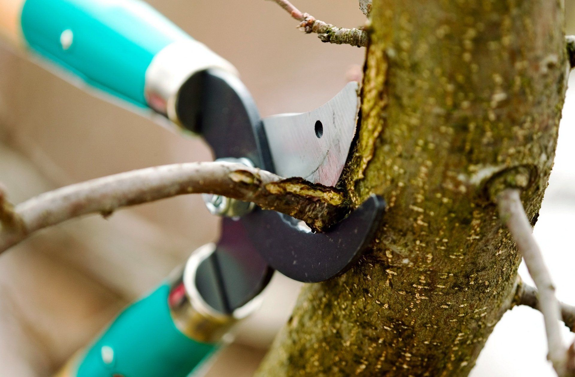 An arborist is cutting a tree branch with pruning shears.