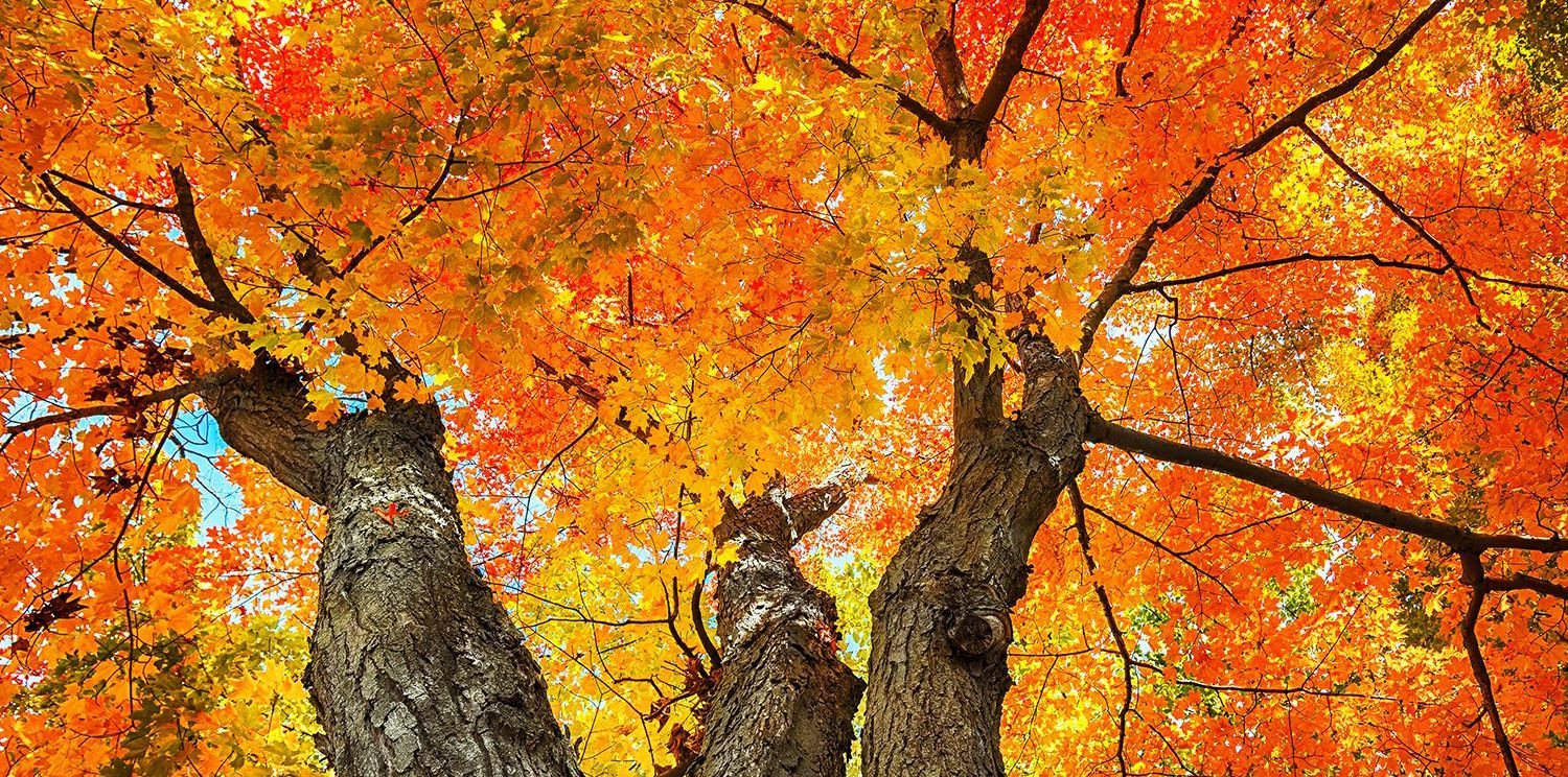 tree with bright orange and yellow leaves in autumn