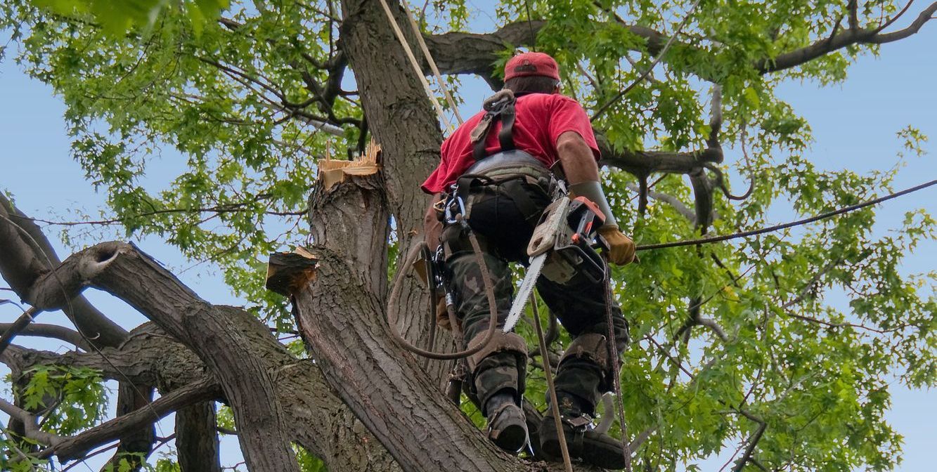 arborist assessing tree in Stittsville, Ontario