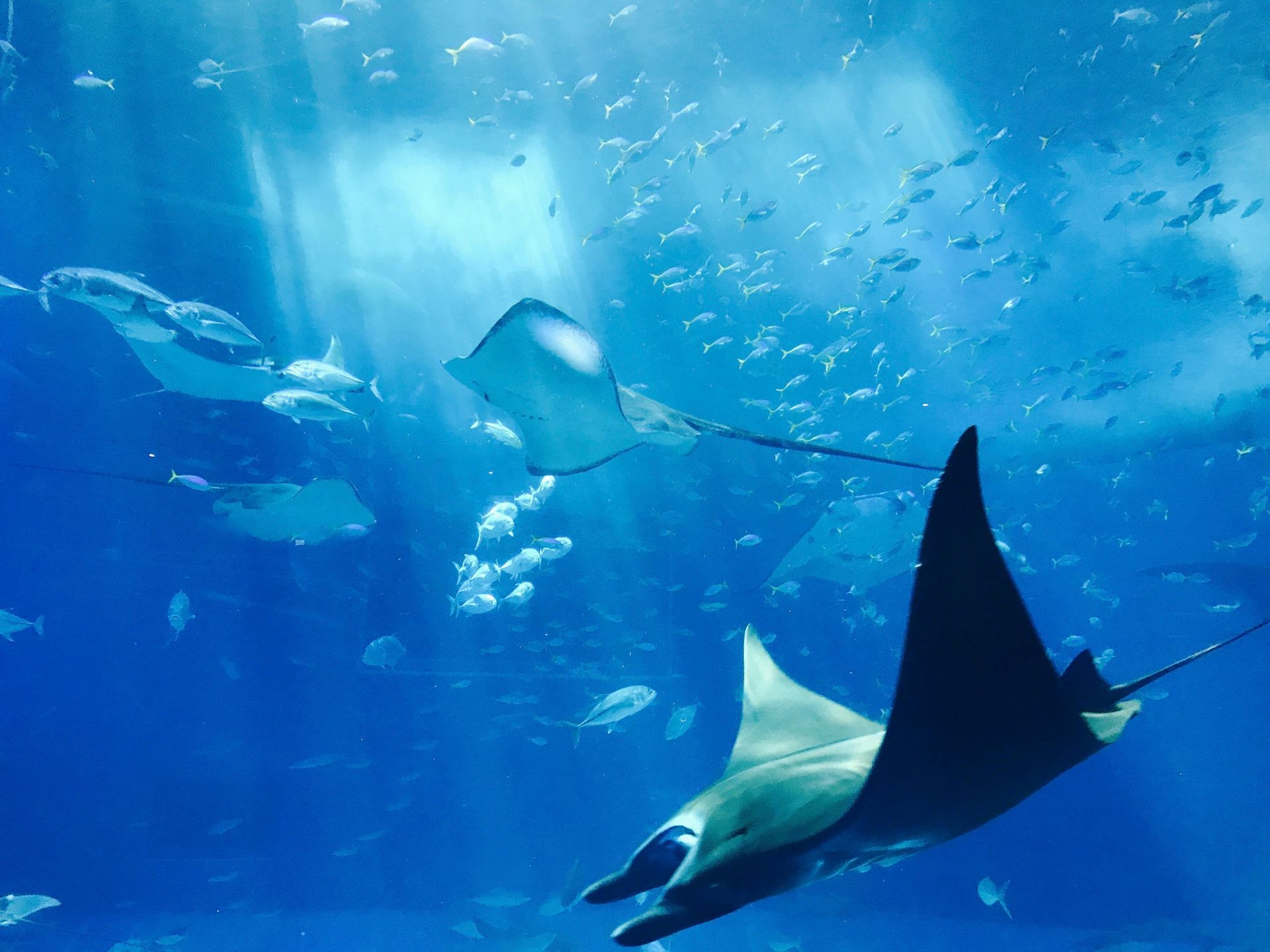Two manta rays and fish swim in a blue, sunlit aquarium.