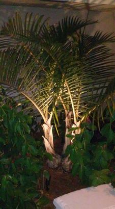 LED Light In Garden — Miami, FL — G & T Electrical Contractors