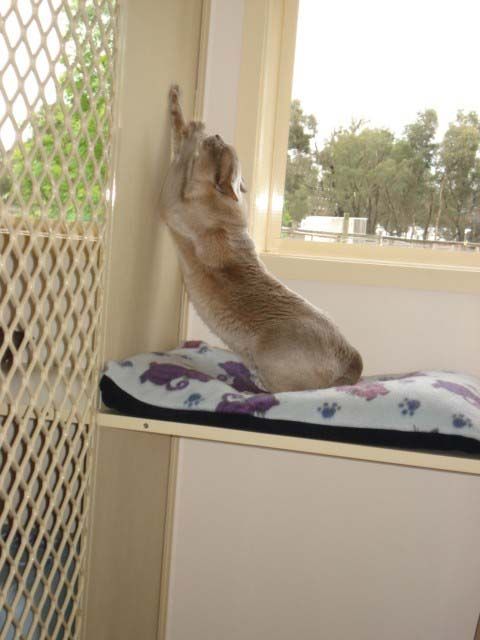 Joyful Moments with Your Adorable Playful Cat — Llandilo, NSW — Abbeyvale Boarding Cattery