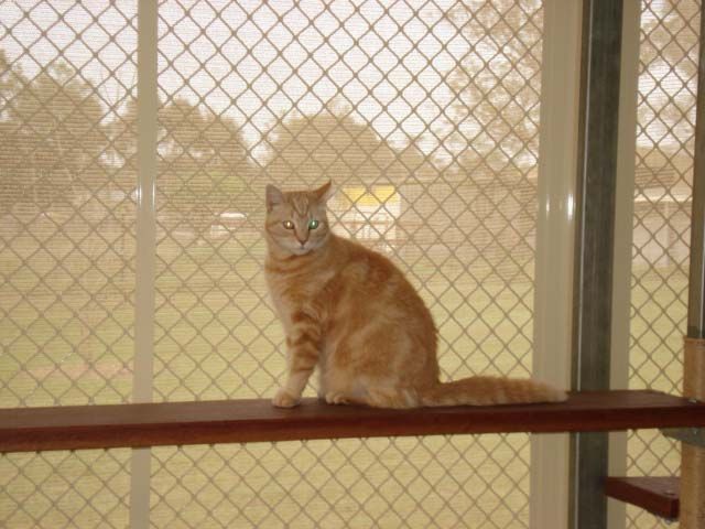 Cute Cat Companionship for a Stress-Free Life — Llandilo, NSW — Abbeyvale Boarding Cattery