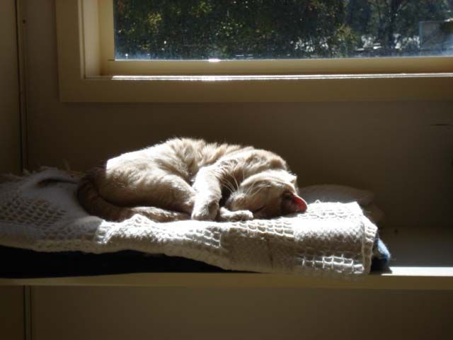 Rejuvenating and Stress-Free Cattery Experience — Llandilo, NSW — Abbeyvale Boarding Cattery