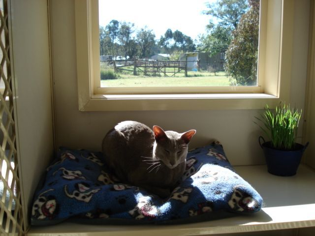 Gallery Cat Face — Llandilo, NSW — Abbeyvale Boarding Cattery
