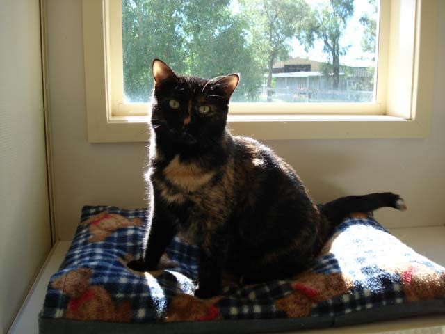 Expert Cattery Service for a Contented Cat — Llandilo, NSW — Abbeyvale Boarding Cattery