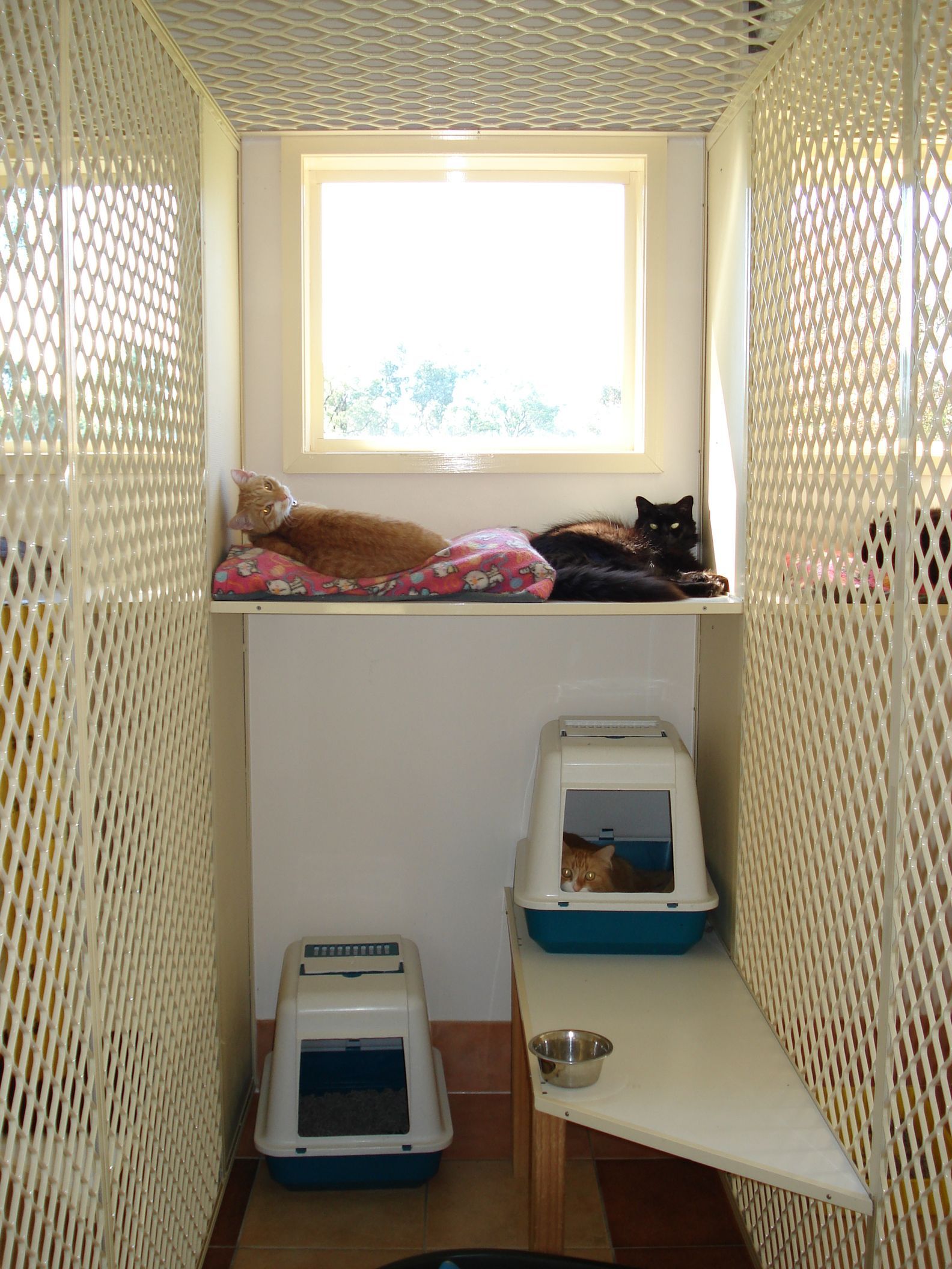Boarding Facilities — Llandilo, NSW — Abbeyvale Boarding Cattery