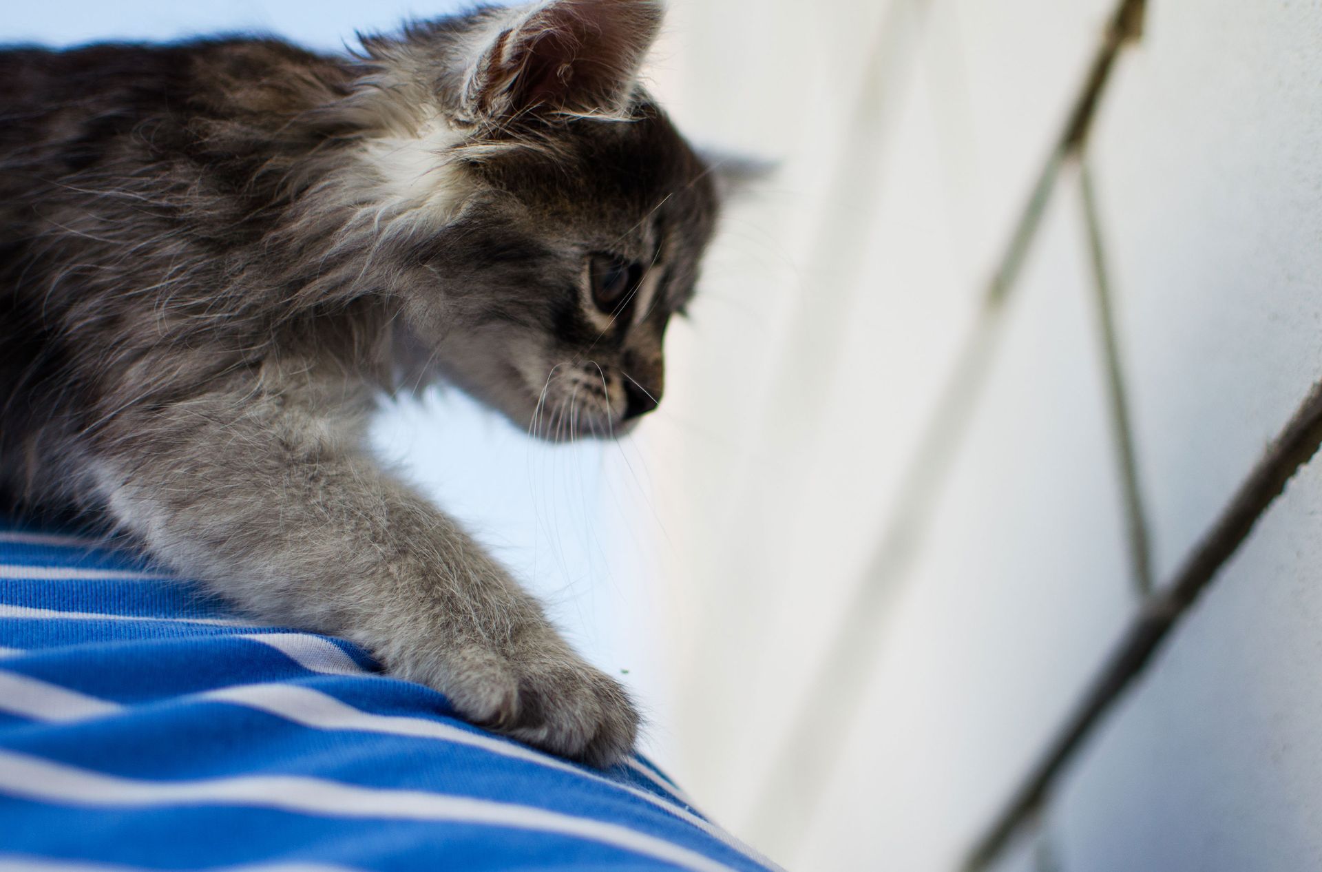 Cat Lovers — Llandilo, NSW — Abbeyvale Boarding Cattery