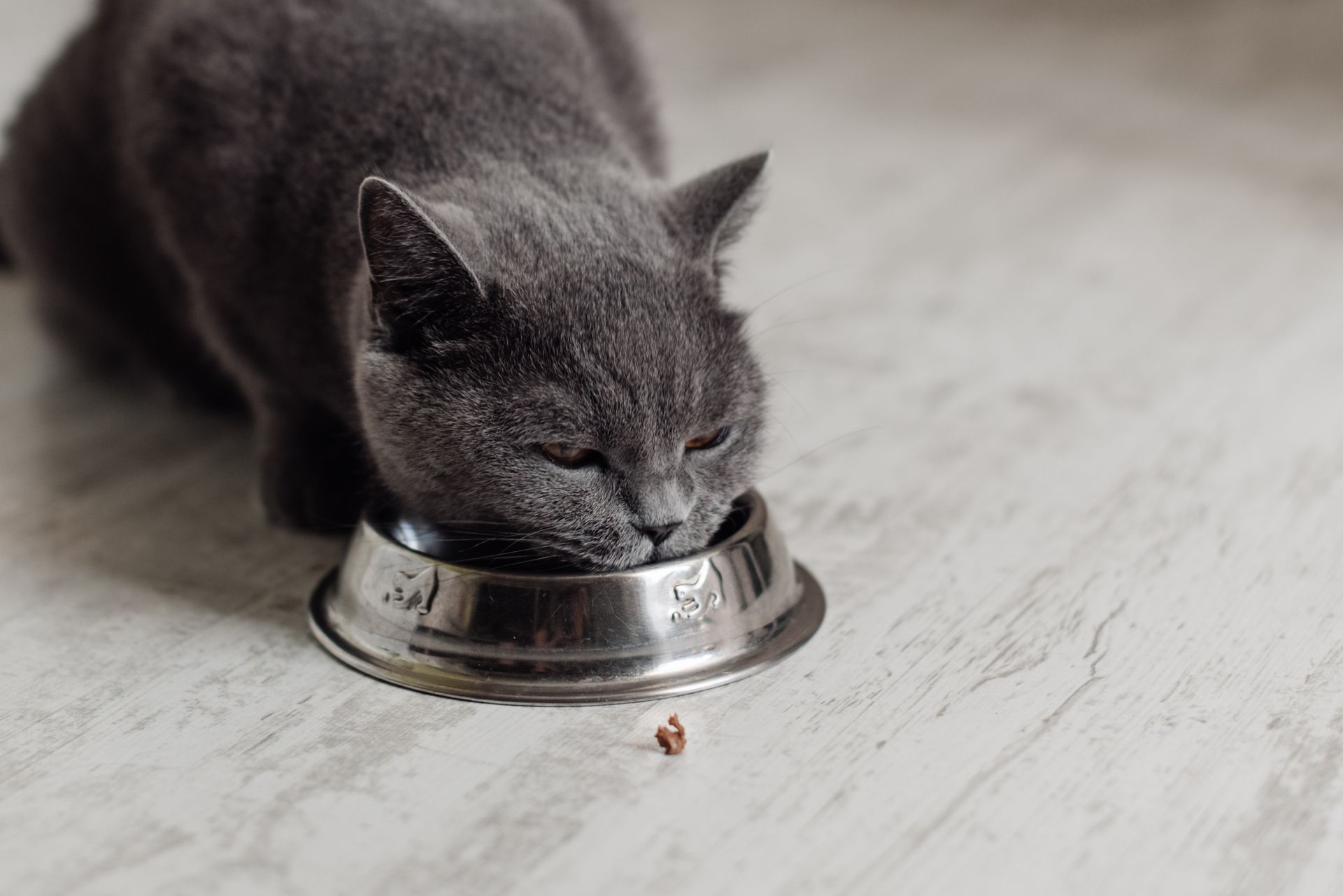 Grey cat eating on a bowl — Llandilo, NSW — Abbeyvale Boarding Cattery