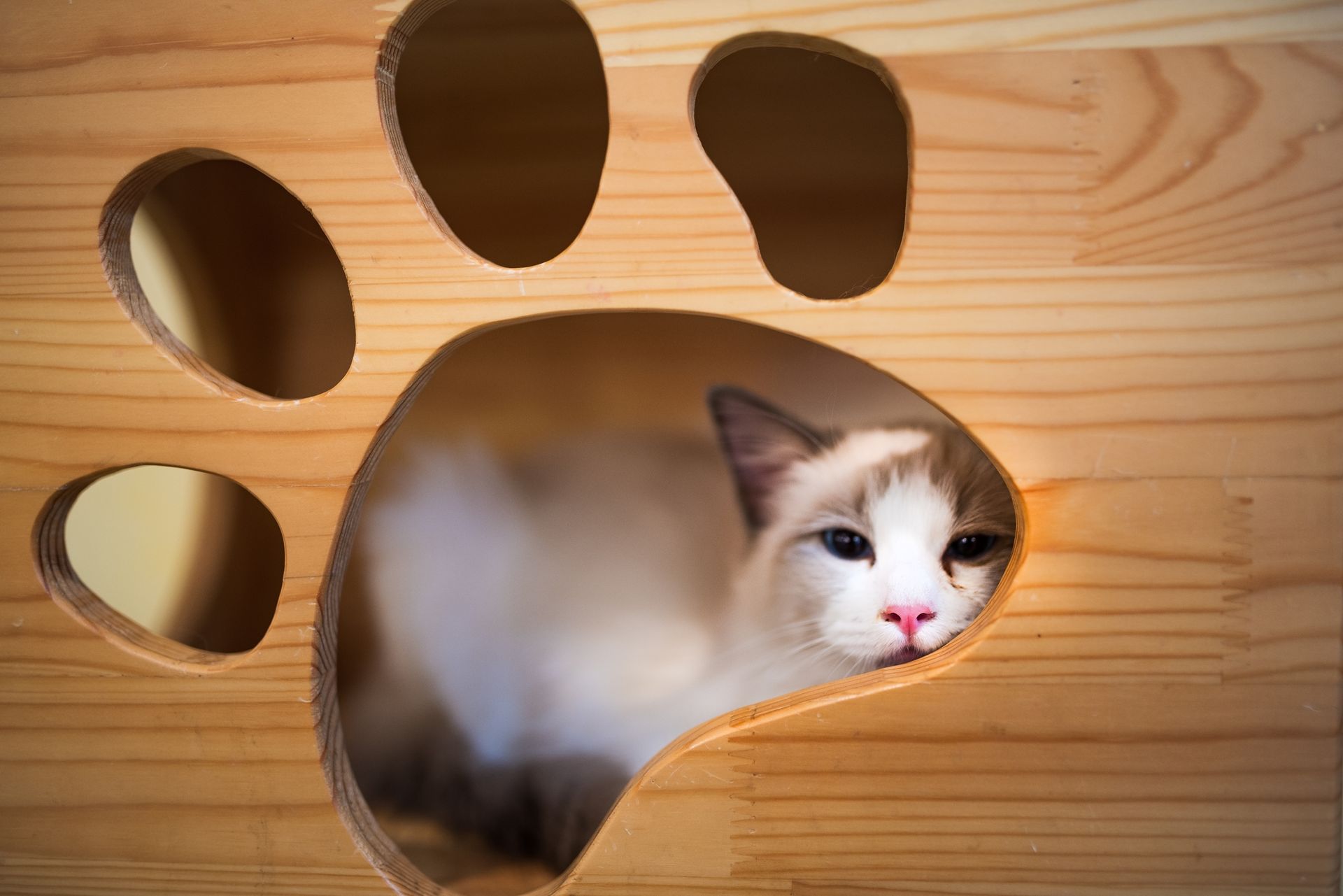 Cattery Rates Llandilo, NSW Abbeyvale Boarding Cattery