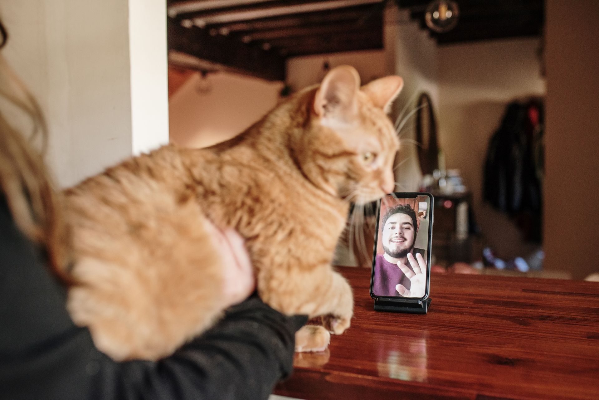Cat in front of a video call — Llandilo, NSW — Abbeyvale Boarding Cattery