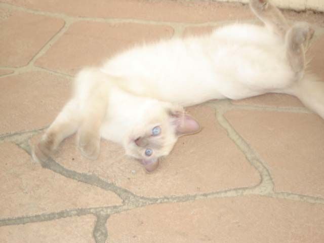 Cute Adorable White Cat — Llandilo, NSW — Abbeyvale Boarding Cattery