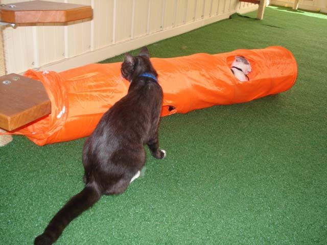 Enriching Cattery Environment for a Playful Cat — Llandilo, NSW — Abbeyvale Boarding Cattery