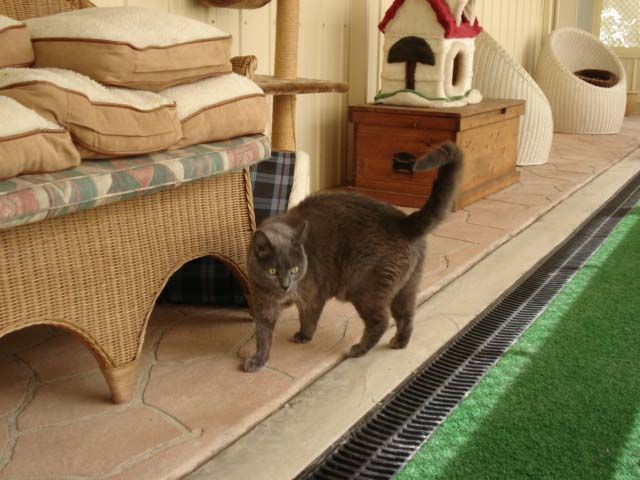 Stress-Free Grooming for Your Furry Friend — Llandilo, NSW — Abbeyvale Boarding Cattery