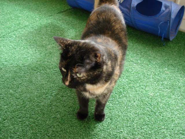 Rates Cat Face — Llandilo, NSW — Abbeyvale Boarding Cattery