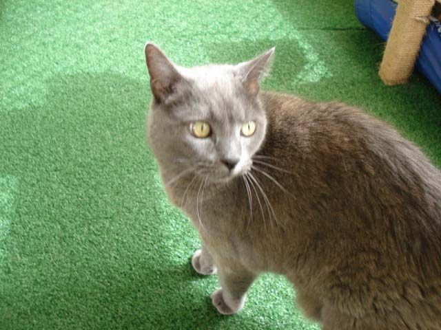 Relaxing and Stress-Free Environment for Your Cat — Llandilo, NSW — Abbeyvale Boarding Cattery