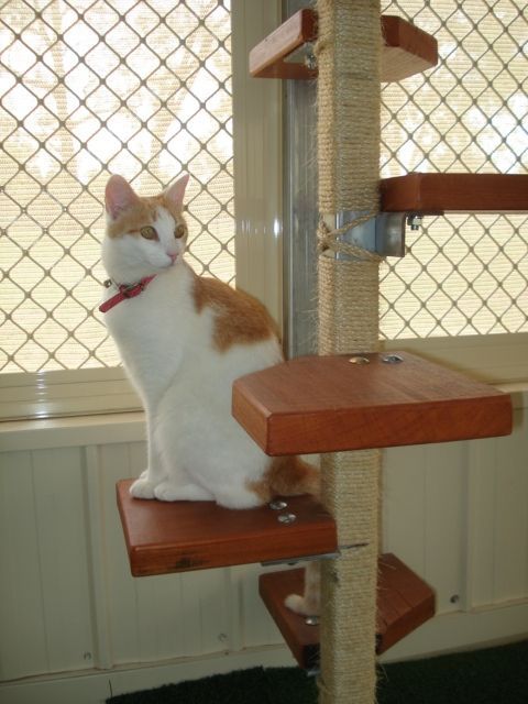 Our Rates — Llandilo, NSW — Abbeyvale Boarding Cattery