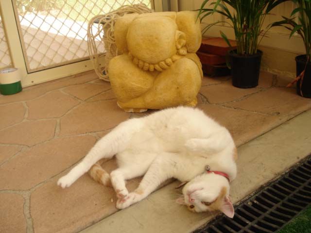 Playful Cat Enjoying Its Favorite Activity — Llandilo, NSW — Abbeyvale Boarding Cattery