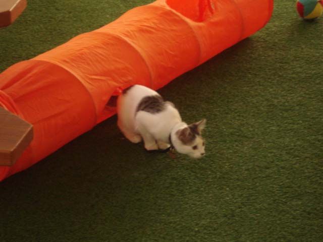 Adorable Cute Cat Playing with a Toy — Llandilo, NSW — Abbeyvale Boarding Cattery