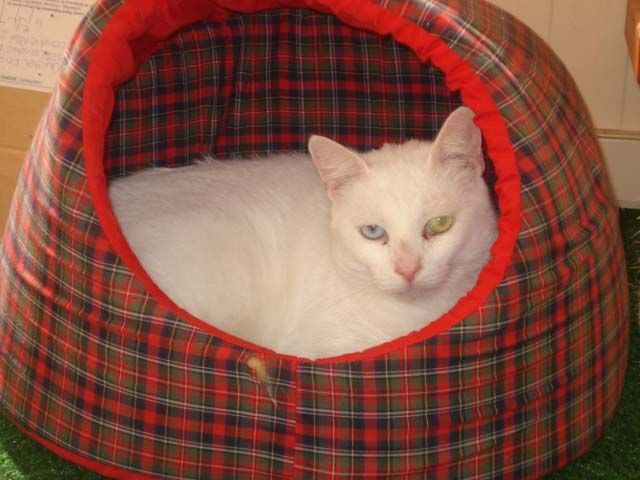 White Cat — Llandilo, NSW — Abbeyvale Boarding Cattery
