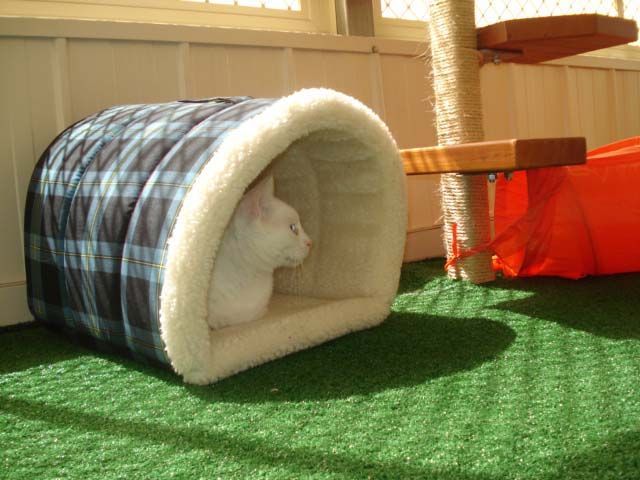 Accommodation for Cats — Llandilo, NSW — Abbeyvale Boarding Cattery