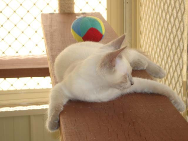 Bookings Cat Face — Llandilo, NSW — Abbeyvale Boarding Cattery